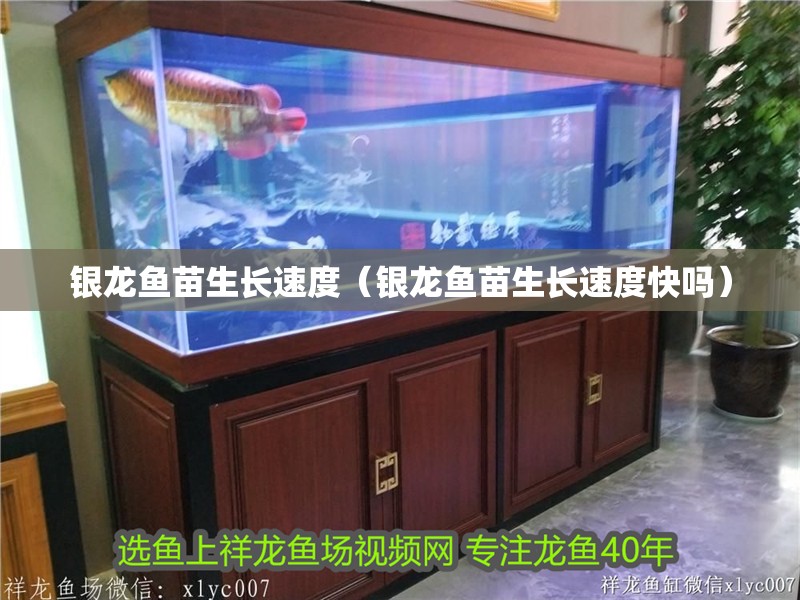 銀龍魚苗生長速度（銀龍魚苗生長速度快嗎）