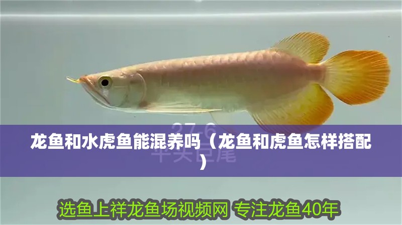 龍魚和水虎魚能混養嗎（龍魚和虎魚怎樣搭配）