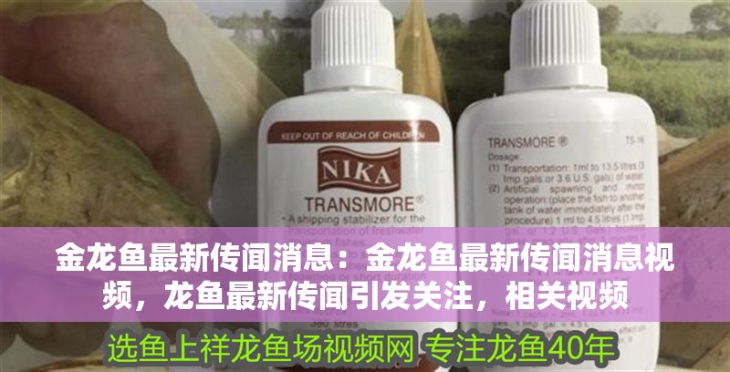 金龍魚(yú)最新傳聞消息：金龍魚(yú)最新傳聞消息視頻，龍魚(yú)最新傳聞引發(fā)關(guān)注，相關(guān)視頻