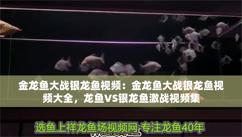金龍魚大戰銀龍魚視頻：金龍魚大戰銀龍魚視頻大全，龍魚VS銀龍魚激戰視頻集