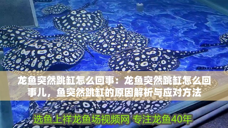龍魚突然跳缸怎么回事：龍魚突然跳缸怎么回事兒，魚突然跳缸的原因解析與應對方法