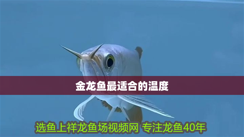 金龍魚最適合的溫度