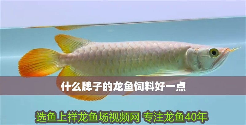 什么牌子的龍魚飼料好一點 龍魚百科 第3張 什么牌子的龍魚飼料好一點 什么牌子的龍魚飼料好一點 龍魚百科 第3張