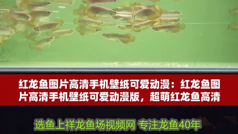 紅龍魚圖片高清手機壁紙可愛動漫：紅龍魚圖片高清手機壁紙可愛動漫版，超萌紅龍魚高清動漫手機壁紙