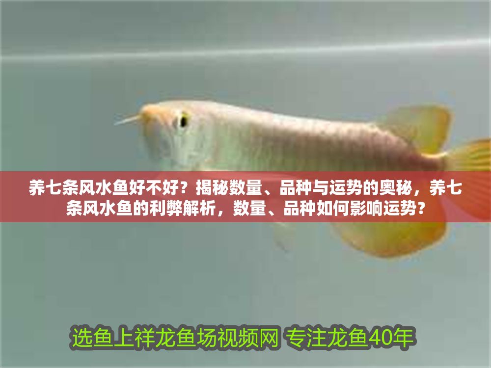 養七條風水魚好不好？揭秘數量、品種與運勢的奧秘，養七條風水魚的利弊解析，數量、品種如何影響運勢？
