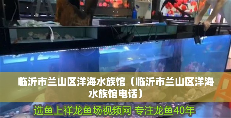 臨沂市蘭山區洋海水族館（臨沂市蘭山區洋海水族館電話） 臨沂市蘭山區洋海水族館（臨沂市蘭山區洋海水族館電話） 全國水族館企業名錄 第2張