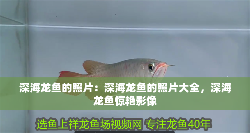 深海龍魚的照片：深海龍魚的照片大全，深海龍魚驚艷影像 深海龍魚的照片：深海龍魚的照片大全，深海龍魚驚艷影像 水族問(wèn)答