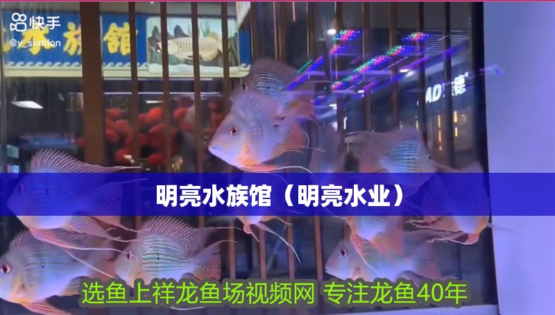 明亮水族館（明亮水業） 明亮水族館（明亮水業） 全國水族館企業名錄 第2張