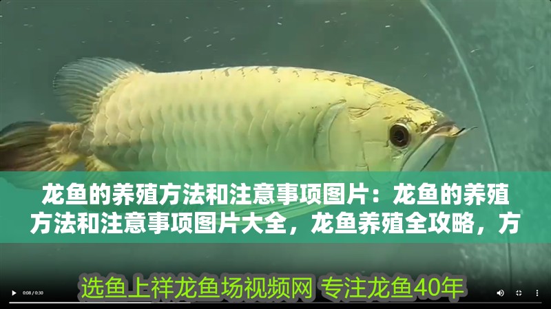 龍魚的養殖方法和注意事項圖片：龍魚的養殖方法和注意事項圖片大全，龍魚養殖全攻略，方法與注意事項 龍魚的養殖方法和注意事項圖片：龍魚的養殖方法和注意事項圖片大全，龍魚養殖全攻略，方法與注意事項 水族問答