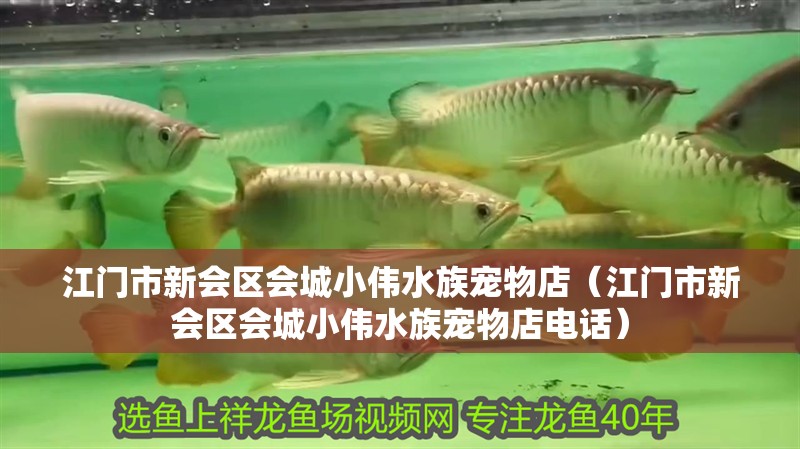 江門市新會區會城小偉水族寵物店（江門市新會區會城小偉水族寵物店電話）