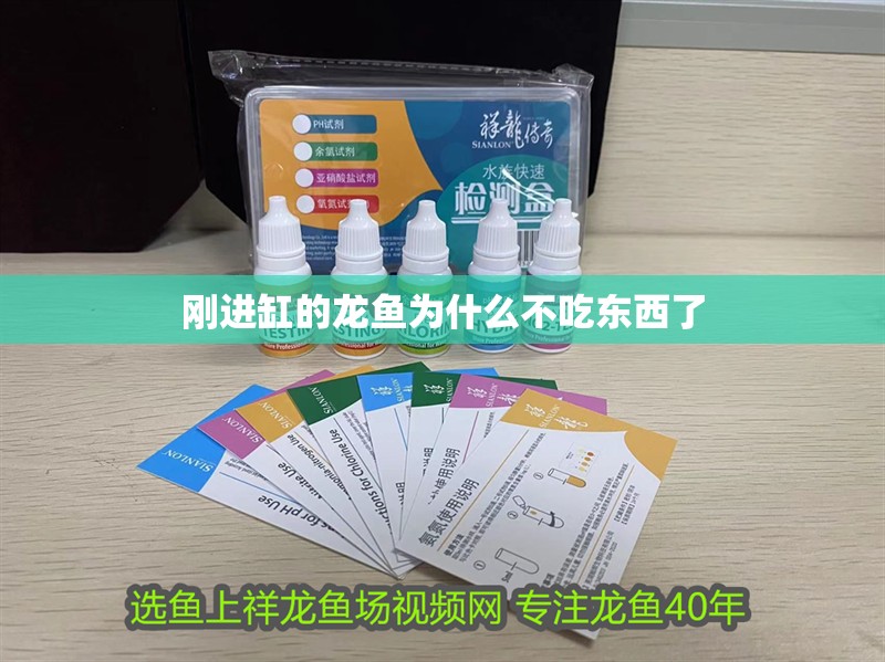 剛進缸的龍魚為什么不吃東西了