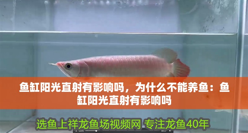 魚缸陽光直射有影響嗎，為什么不能養魚：魚缸陽光直射有影響嗎