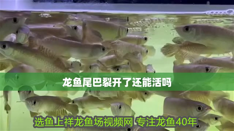 龍魚尾巴裂開了還能活嗎