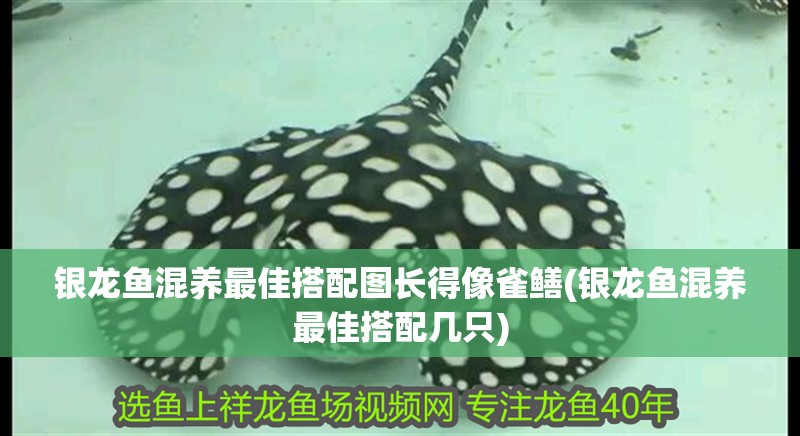 銀龍魚混養(yǎng)最佳搭配圖長得像雀鱔(銀龍魚混養(yǎng)最佳搭配幾只)