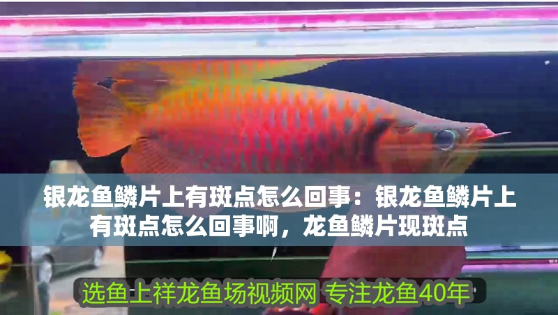 銀龍魚鱗片上有斑點(diǎn)怎么回事：銀龍魚鱗片上有斑點(diǎn)怎么回事啊，龍魚鱗片現(xiàn)斑點(diǎn) 銀龍魚鱗片上有斑點(diǎn)怎么回事：銀龍魚鱗片上有斑點(diǎn)怎么回事啊，龍魚鱗片現(xiàn)斑點(diǎn) 水族問答 第2張