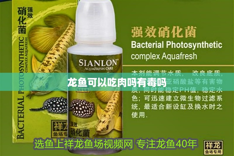 龍魚可以吃肉嗎有毒嗎 龍魚可以吃肉嗎有毒嗎 龍魚百科
