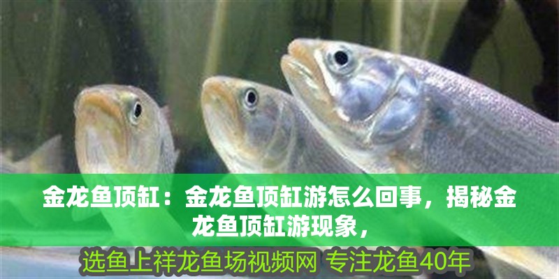 金龍魚頂缸:金龍魚頂缸游怎么回事,揭秘金龍魚頂缸游現象, 水族問答 金龍魚頂缸:金龍魚頂缸游怎么回事,揭秘金龍魚頂缸游現象, 金龍魚頂缸:金龍魚頂缸游怎么回事,揭秘金龍魚頂缸游現象, 水族問答