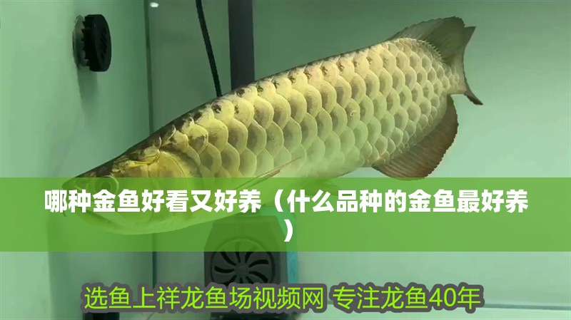 哪種金魚好看又好養（什么品種的金魚最好養） 哪種金魚好看又好養（什么品種的金魚最好養） 虎魚百科