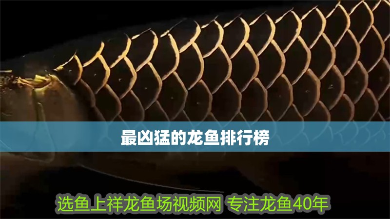 最兇猛的龍魚(yú)排行榜 龍魚(yú)百科 第4張 最兇猛的龍魚(yú)排行榜 最兇猛的龍魚(yú)排行榜 龍魚(yú)百科 第4張