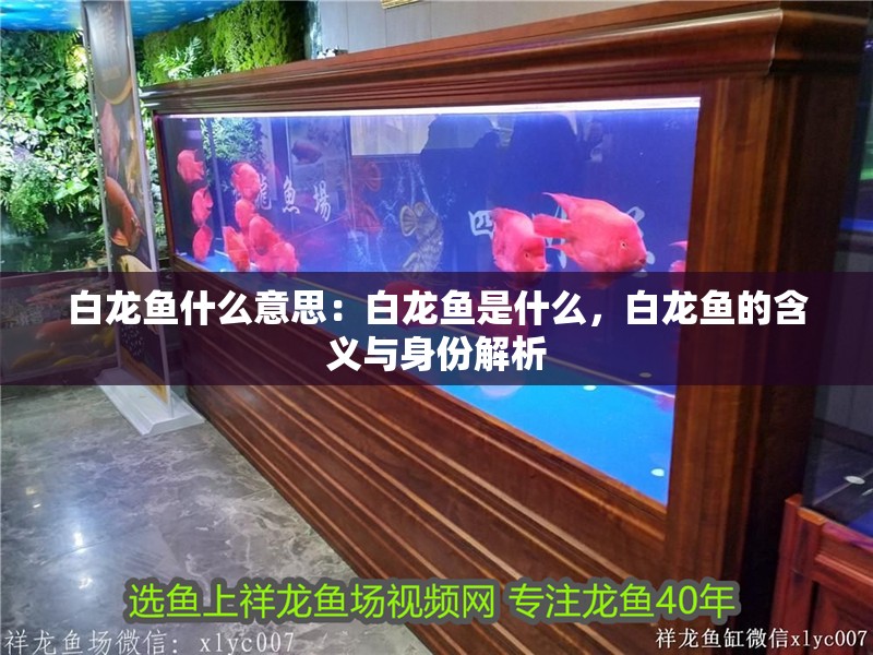 白龍魚什么意思：白龍魚是什么，白龍魚的含義與身份解析 白龍魚什么意思：白龍魚是什么，白龍魚的含義與身份解析 水族問答