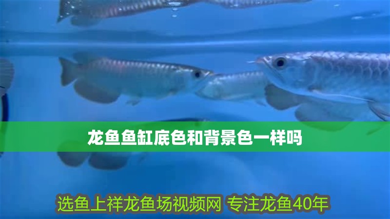 龍魚魚缸底色和背景色一樣嗎