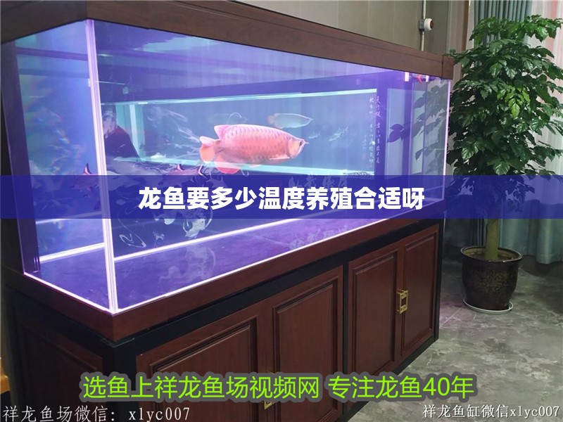 龍魚要多少溫度養殖合適呀