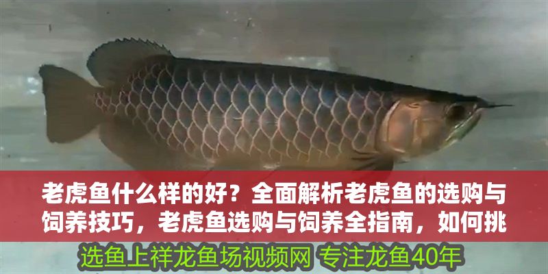 老虎魚什么樣的好？全面解析老虎魚的選購與飼養(yǎng)技巧，老虎魚選購與飼養(yǎng)全指南，如何挑選優(yōu)質(zhì)老虎魚及科學(xué)養(yǎng)護技巧