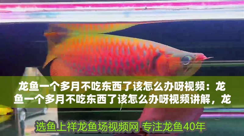 龍魚(yú)一個(gè)多月不吃東西了該怎么辦呀視頻：龍魚(yú)一個(gè)多月不吃東西了該怎么辦呀視頻講解，龍魚(yú)拒食超一月？視頻詳解應(yīng)對(duì)妙招！