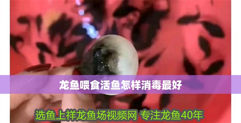 龍魚喂食活魚怎樣消毒最好
