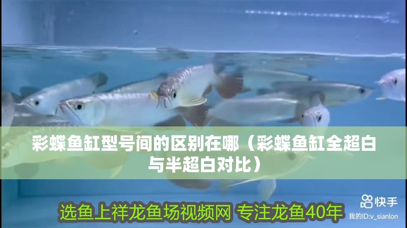 彩蝶魚缸型號(hào)間的區(qū)別在哪（彩蝶魚缸全超白與半超白對比）