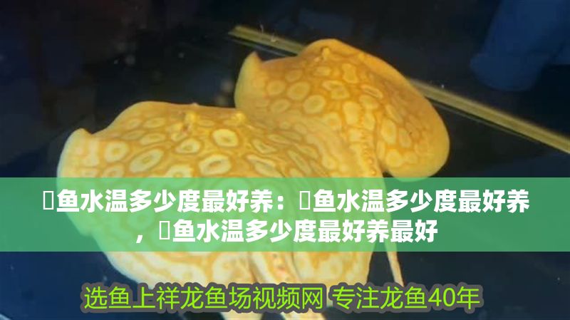 魟魚水溫多少度最好養(yǎng):魟魚水溫多少度最好養(yǎng),魟魚水溫多少度最好養(yǎng)最好