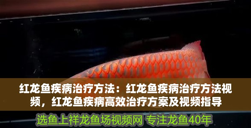 紅龍魚疾病治療方法：紅龍魚疾病治療方法視頻，紅龍魚疾病高效治療方案及視頻指導 紅龍魚疾病治療方法：紅龍魚疾病治療方法視頻，紅龍魚疾病高效治療方案及視頻指導 水族問答