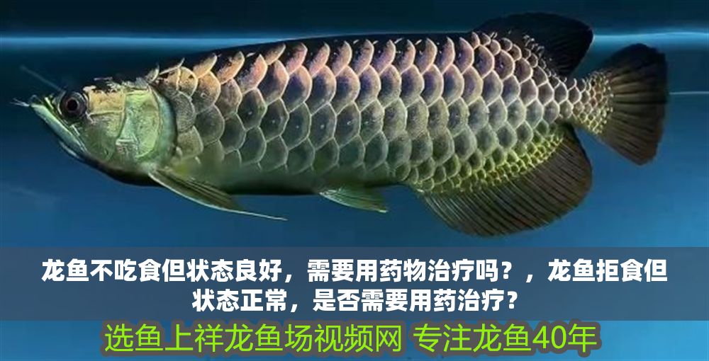 龍魚不吃食但狀態良好，需要用藥物治療嗎？，龍魚拒食但狀態正常，是否需要用藥治療？ 龍魚不吃食但狀態良好，需要用藥物治療嗎？，龍魚拒食但狀態正常，是否需要用藥治療？ 龍魚百科 第1張