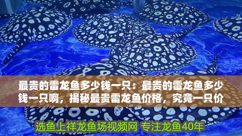 最貴的雷龍魚多少錢一只：最貴的雷龍魚多少錢一只啊，揭秘最貴雷龍魚價格，究竟一只價值幾何？ 最貴的雷龍魚多少錢一只：最貴的雷龍魚多少錢一只啊，揭秘最貴雷龍魚價格，究竟一只價值幾何？ 水族問答