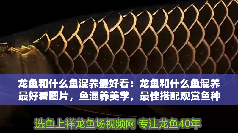 龍魚和什么魚混養最好看：龍魚和什么魚混養最好看圖片，魚混養美學，最佳搭配觀賞魚種推薦及美圖 龍魚和什么魚混養最好看：龍魚和什么魚混養最好看圖片，魚混養美學，最佳搭配觀賞魚種推薦及美圖 水族問答