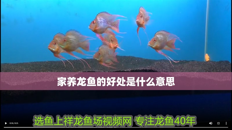 家養(yǎng)龍魚(yú)的好處是什么意思 龍魚(yú)百科 家養(yǎng)龍魚(yú)的好處是什么意思 家養(yǎng)龍魚(yú)的好處是什么意思 龍魚(yú)百科
