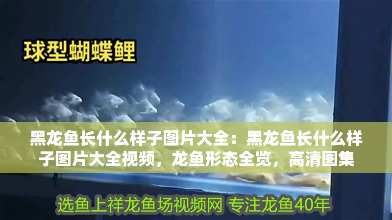 黑龍魚長什么樣子圖片大全：黑龍魚長什么樣子圖片大全視頻，龍魚形態全覽，高清圖集