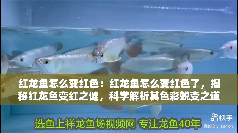 紅龍魚怎么變紅色：紅龍魚怎么變紅色了，揭秘紅龍魚變紅之謎，科學解析其色彩蛻變之道