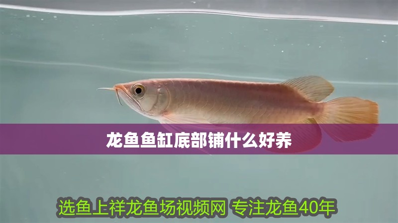 龍魚魚缸底部鋪什么好養 龍魚魚缸底部鋪什么好養 龍魚百科
