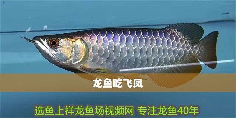 龍魚吃飛鳳 龍魚百科 第3張 龍魚吃飛鳳 龍魚吃飛鳳 龍魚百科 第3張