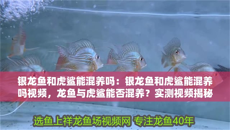 銀龍魚和虎鯊能混養(yǎng)嗎：銀龍魚和虎鯊能混養(yǎng)嗎視頻，龍魚與虎鯊能否混養(yǎng)？實測視頻揭秘！