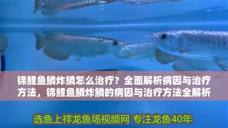 錦鯉魚鱗炸鱗怎么治療？全面解析病因與治療方法，錦鯉魚鱗炸鱗的病因與治療方法全解析