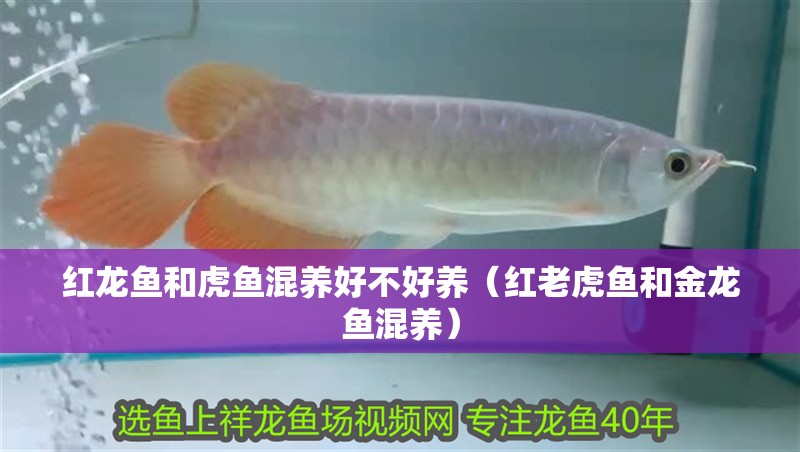 紅龍魚和虎魚混養(yǎng)好不好養(yǎng)（紅老虎魚和金龍魚混養(yǎng)）