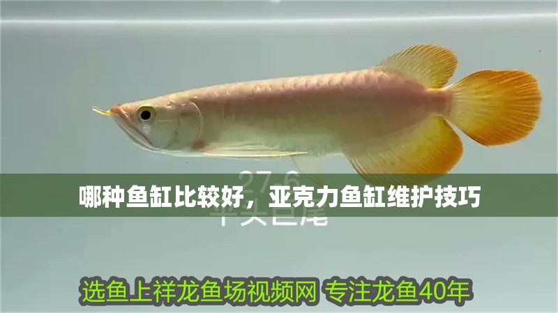哪種魚缸比較好，亞克力魚缸維護技巧