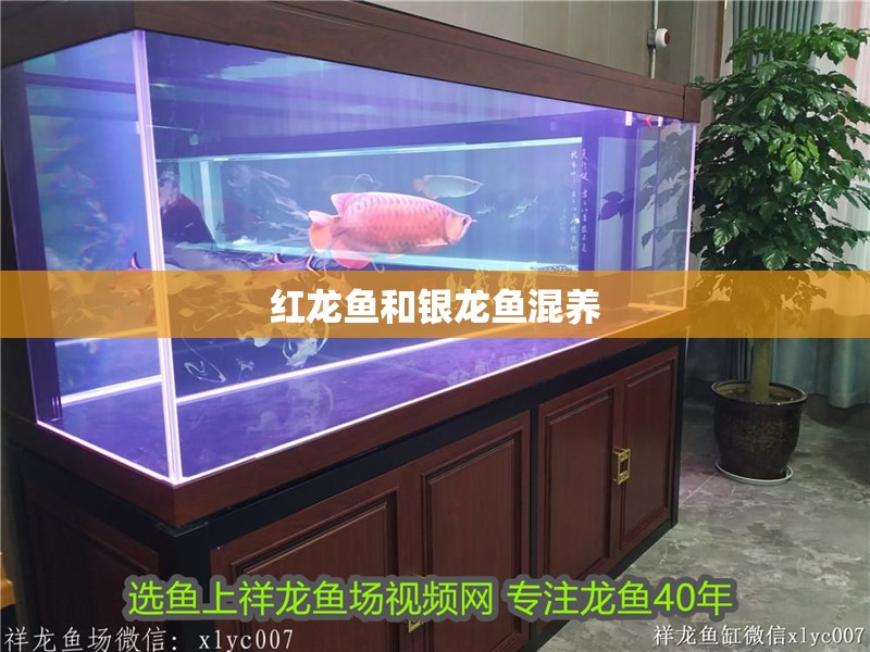 紅龍魚和銀龍魚混養