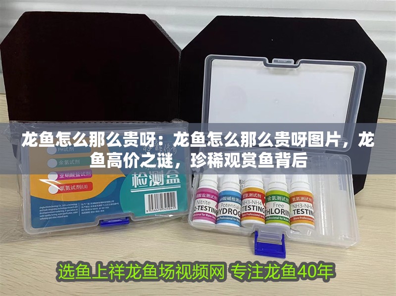 龍魚怎么那么貴呀：龍魚怎么那么貴呀圖片，龍魚高價之謎，珍稀觀賞魚背后
