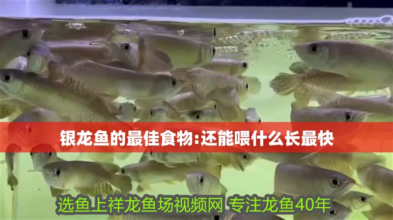 銀龍魚的最佳食物:還能喂什么長最快
