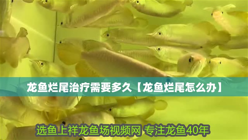 龍魚爛尾治療需要多久【龍魚爛尾怎么辦】