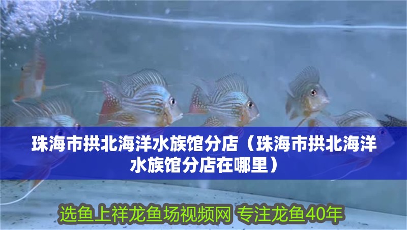 珠海市拱北海洋水族館分店（珠海市拱北海洋水族館分店在哪里）