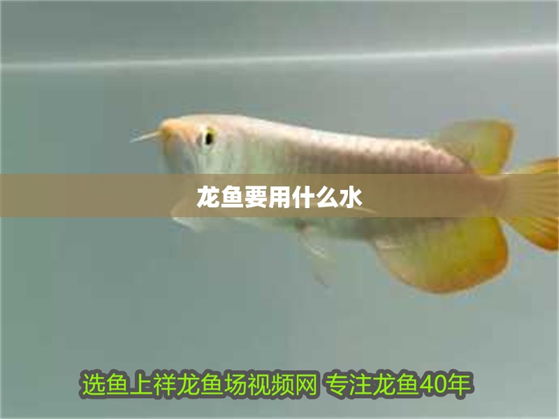龍魚要用什么水